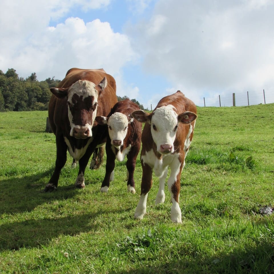 Some of our livestock