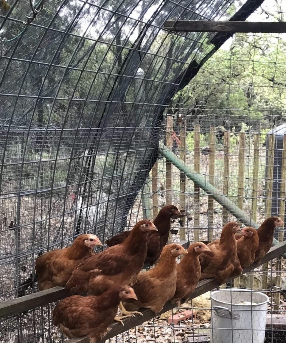 Our  free range hens are roosting for the night.