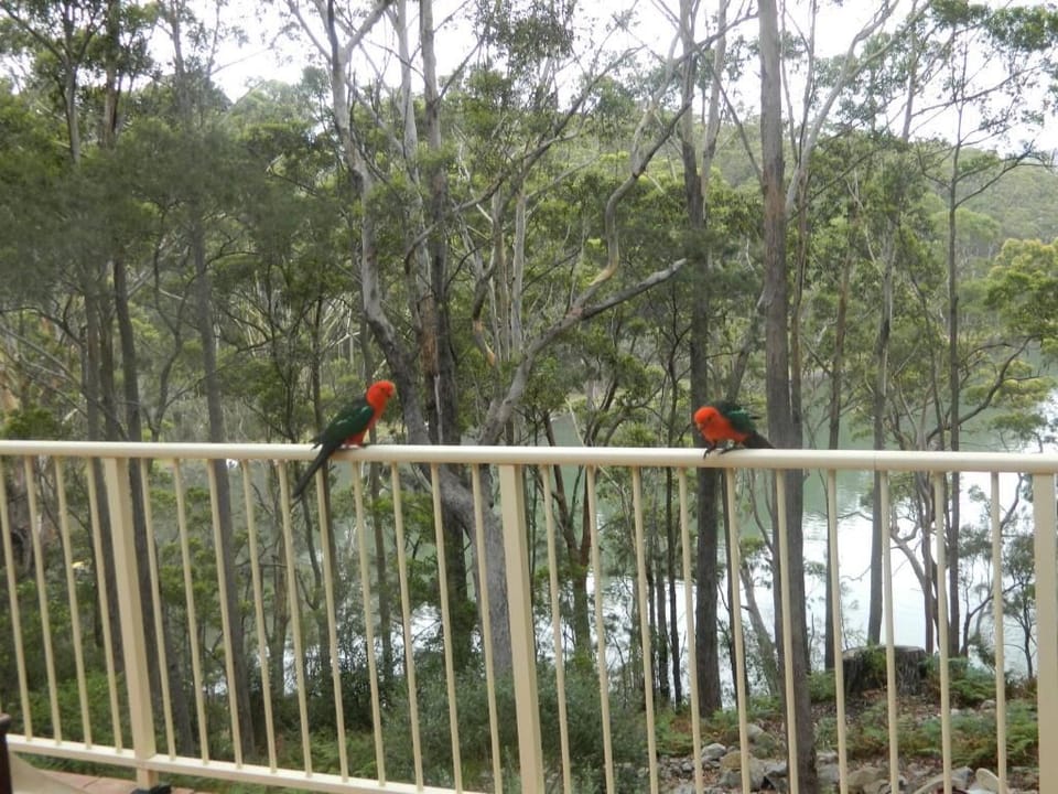 Beautiful birds and bird songs