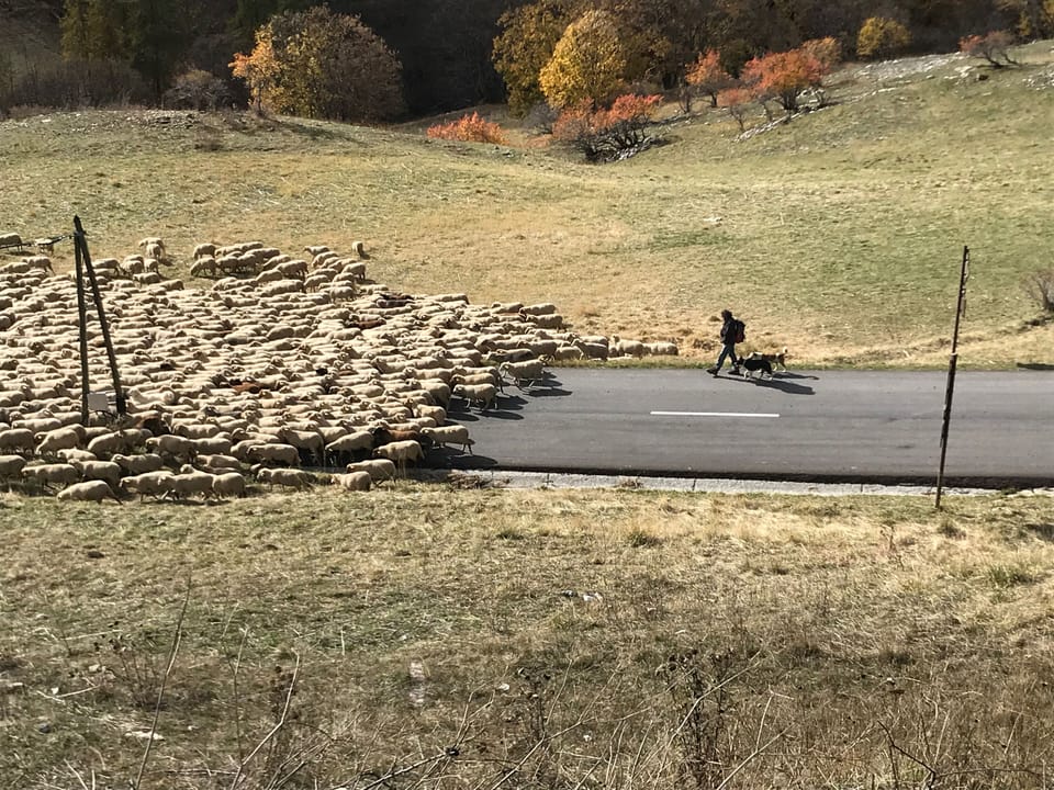 In the Autumn the shepherds move their flocks down the valley