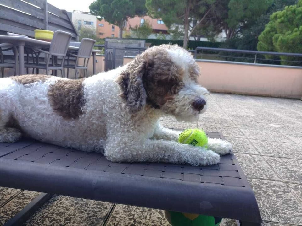 Un inquino muy perruno, Zeus fue un huésped de larga estancia.