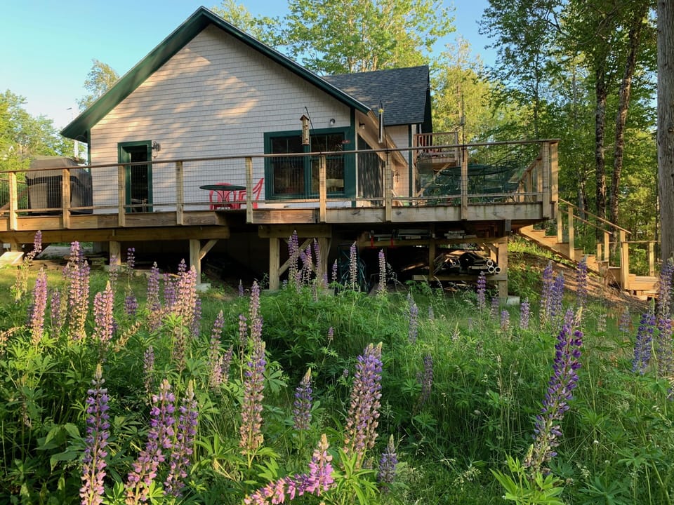 Blooming Lupine