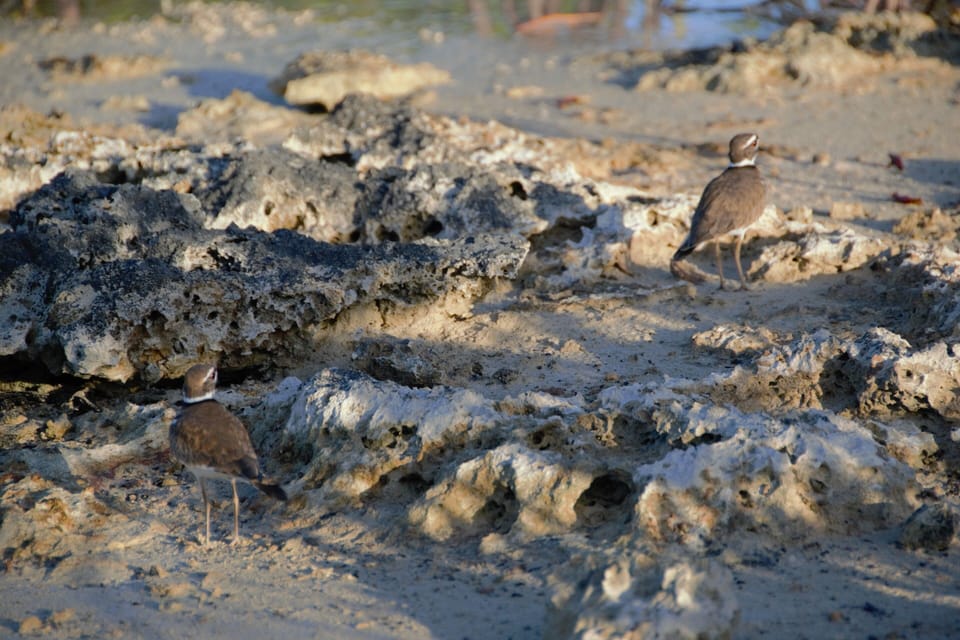 Enjoy Bird Watching by the water edge