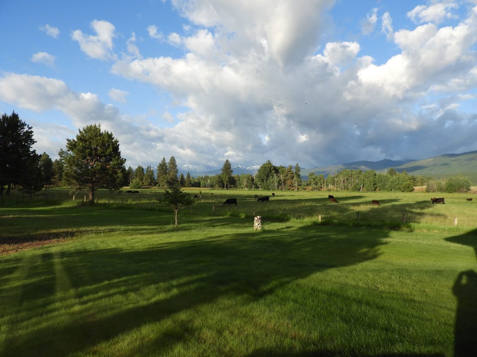 Mountain snow in June and cows with nice, green grass in our pasture.