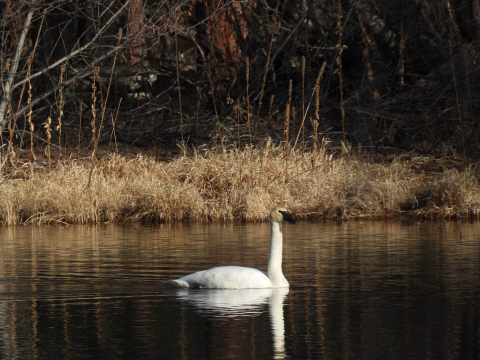 Trumpeter Swan on our pond