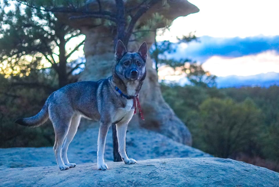 Dogs live roaming the Ranch!