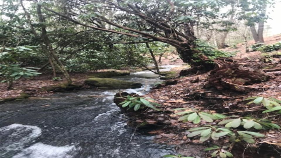 Soothing Sounds from the brook!