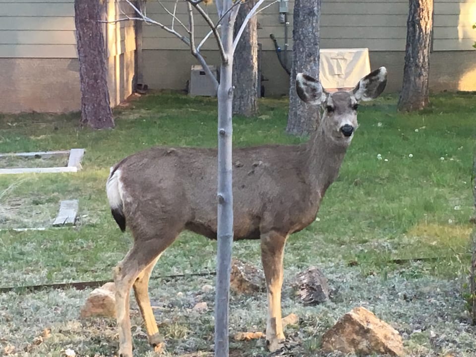 Back yard with frequent visitors
