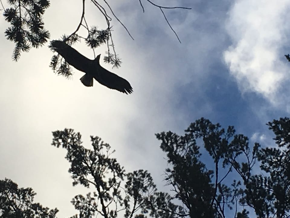 Bald Eagle Watching