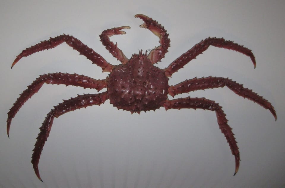 Alaskan king crab