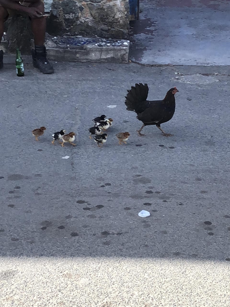Local fun! 9 babies!