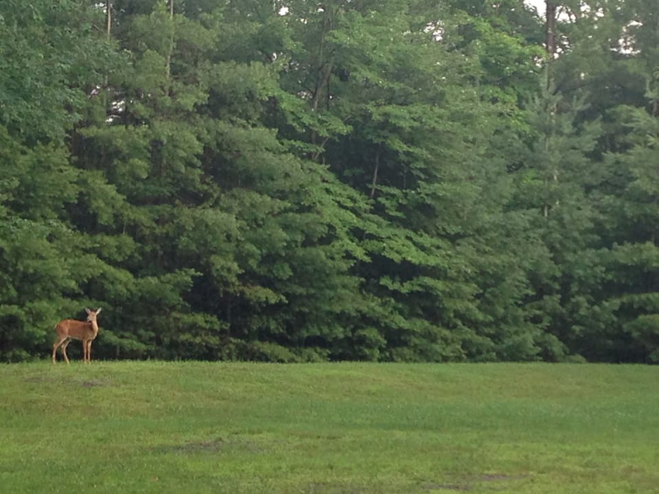 Deer in the private woods