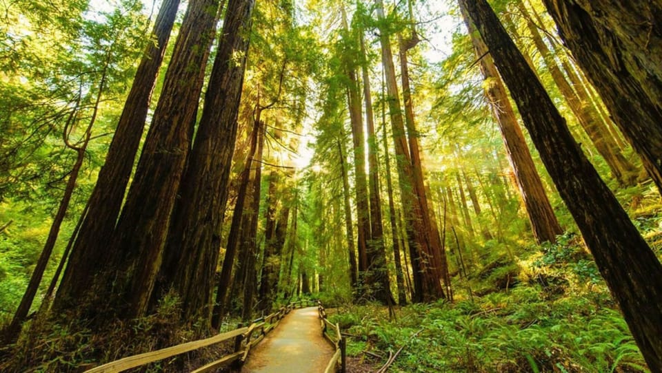 Muir Woods. Drive or hike in! 20 minutes by car, variable x by foot and doable.
