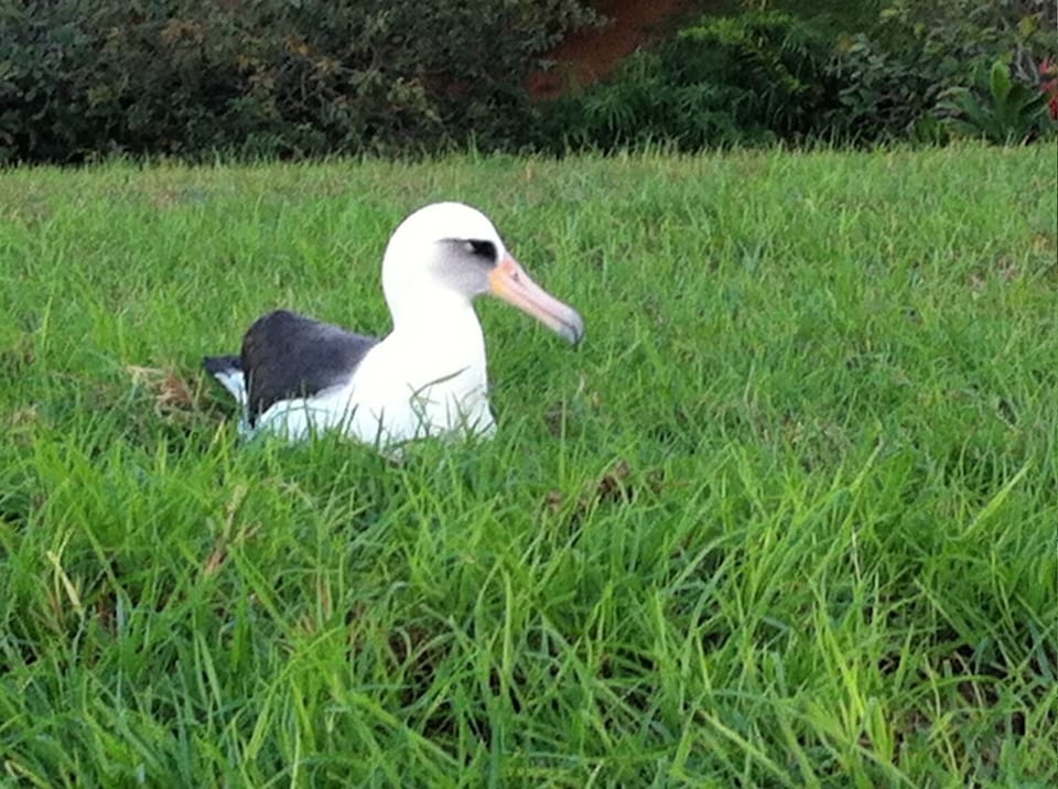 One of the Laysan Albatross that nest in Princeville each Spring