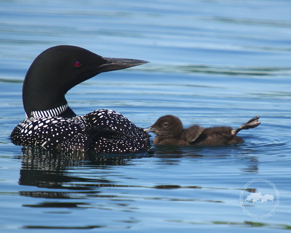 Lake Ann Loons