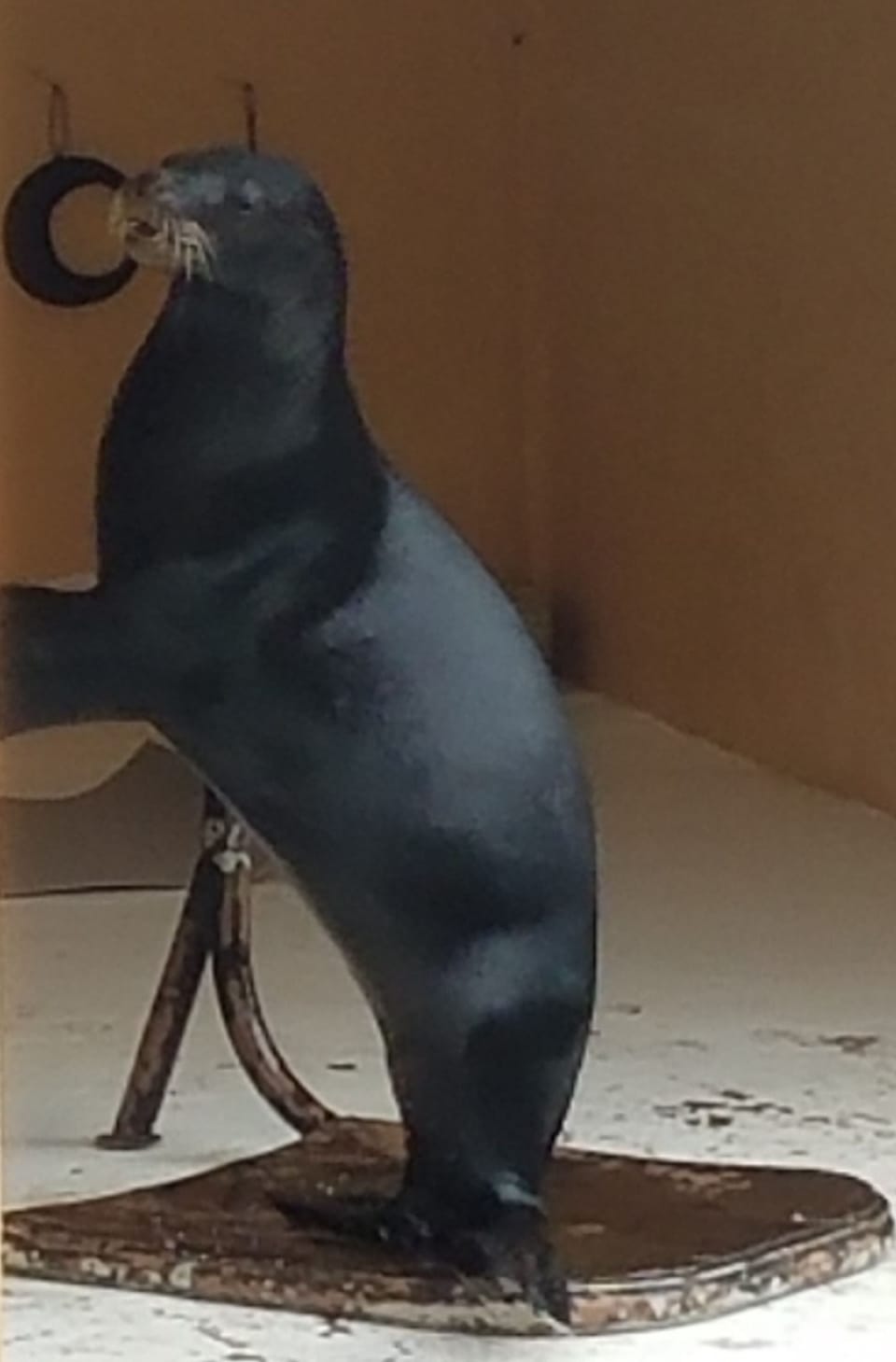 Sea lions are also fun to watch 
