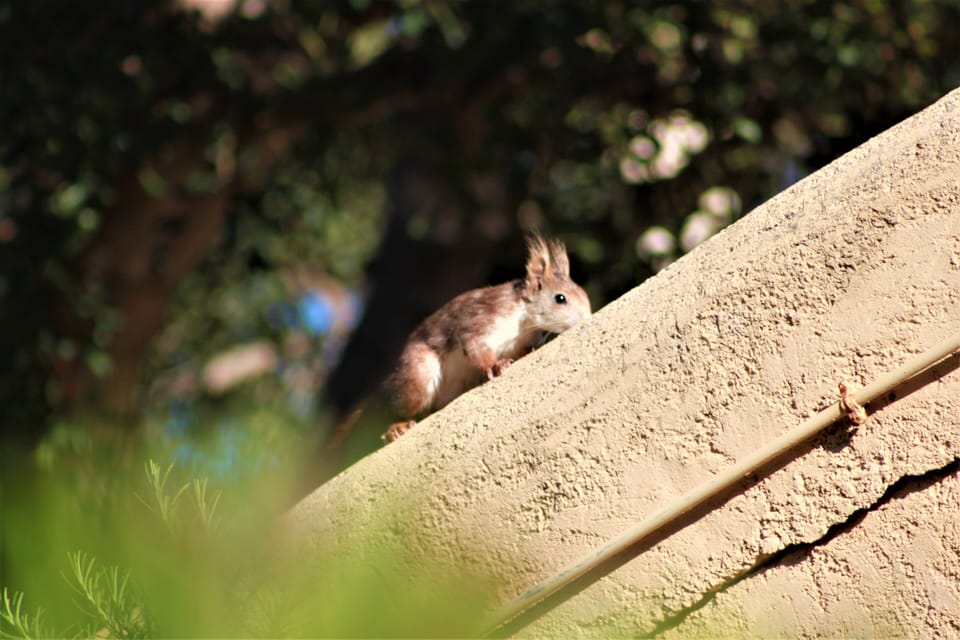 One of the local residents!