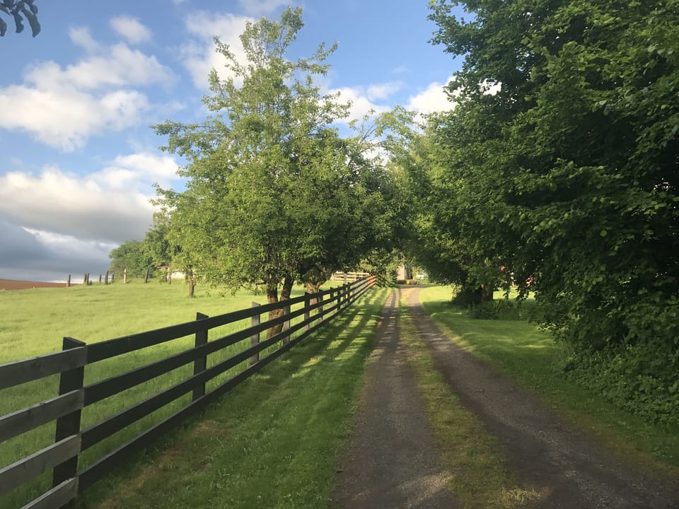 Driveway leading up to the farm