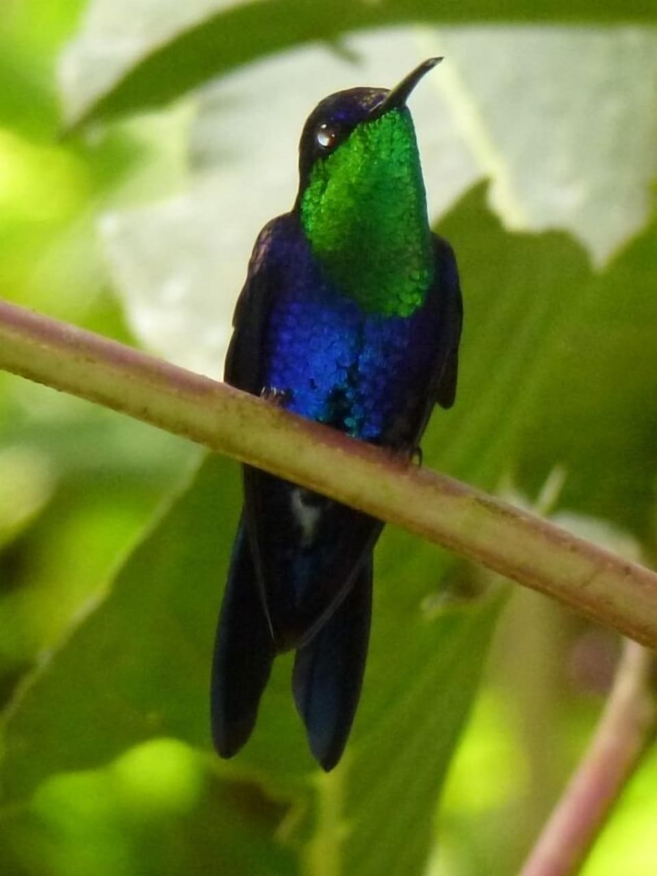 Watch the hummingbirds from your hammock, your pool, your lounger or your bed.