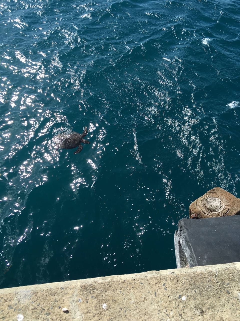 Tortuga spotted off Mosquito Pier