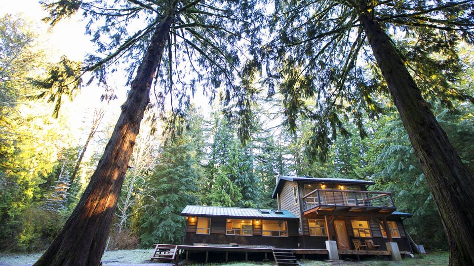 Two of the three towering cedars 