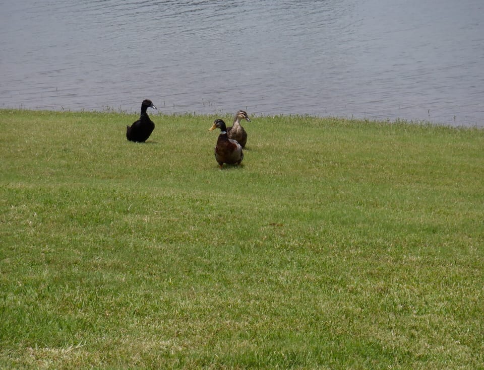 Nature in your backyard