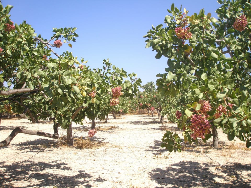 Pistachio trees in our estate