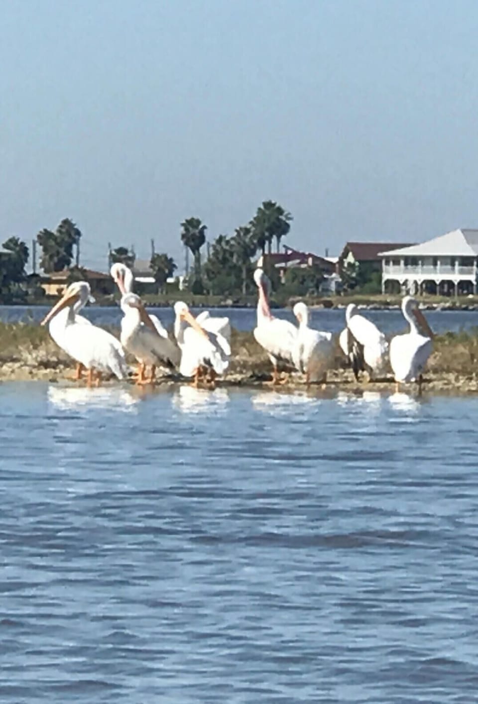 short kayak to several islands/rookeries to view the abundant wildlife.  
