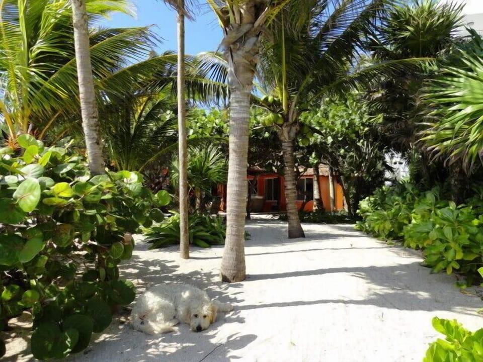 Beachfront tropical garden 