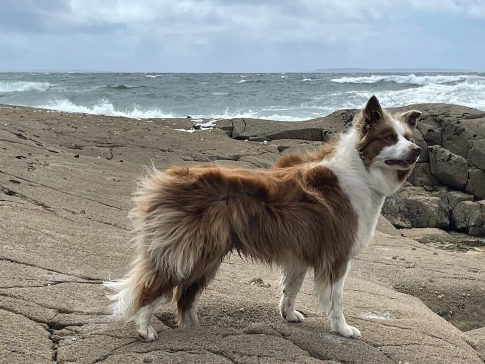 Riley on our local rocks on a windy day.
