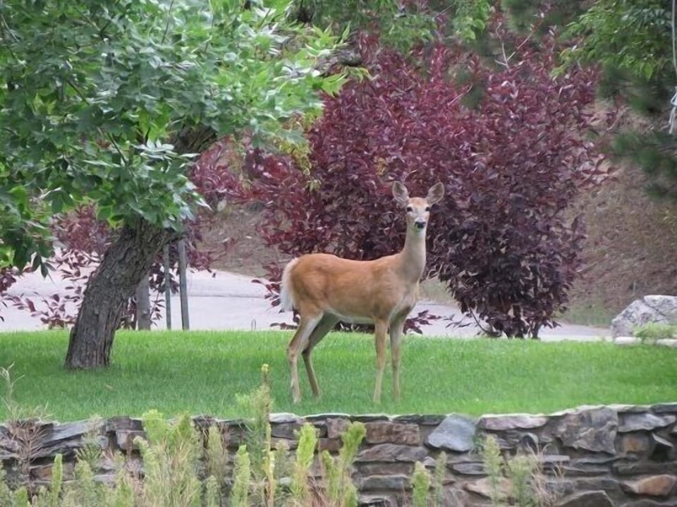 Doe in front veranda