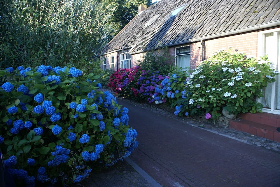 'Under the Oaks' in full bloom