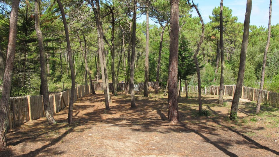 view over garden and forest from the terrace