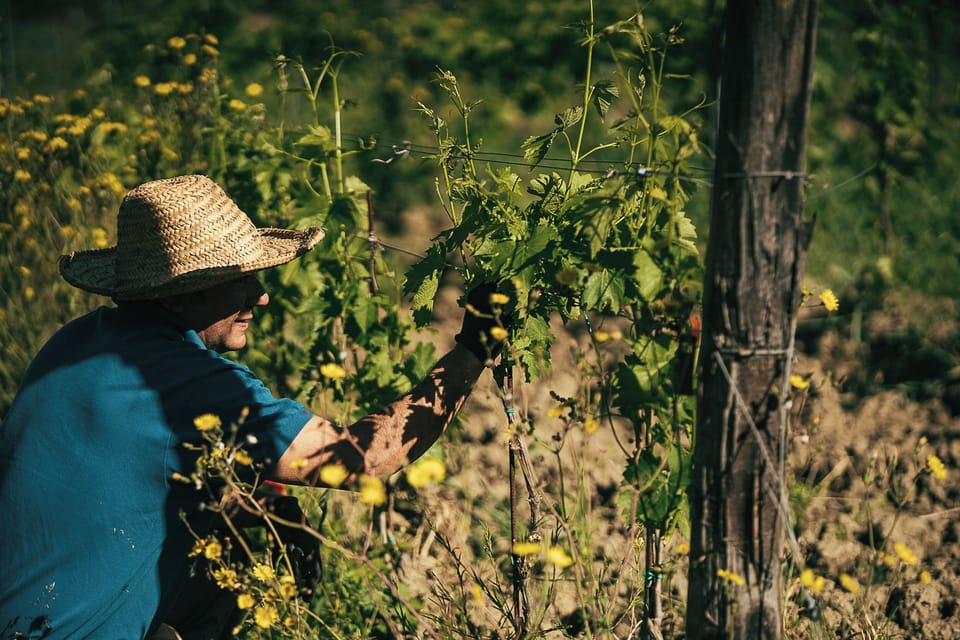 Vineyard
