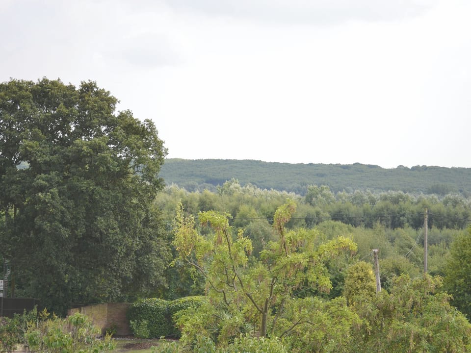 View | Cedars, Sturry