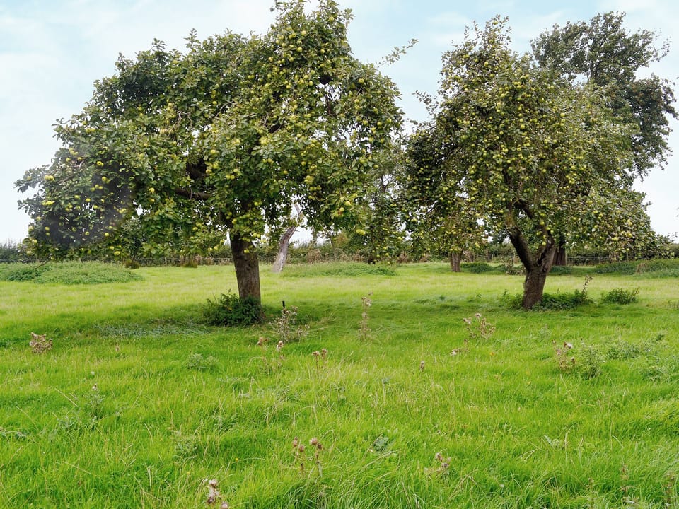 Garden and grounds | Ostler&rsquo;s Cottage, Westborough, nr. Newark