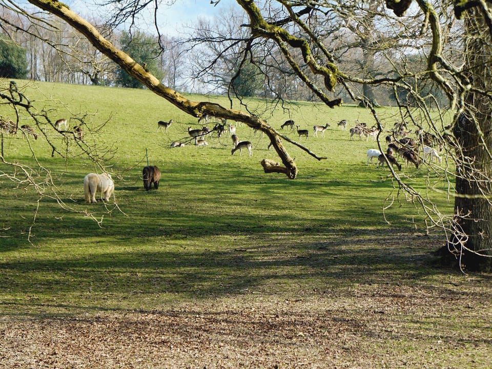 Surrounding fields and woodland full wildlife, including herds of deer | Horncombe Stables, Ardingly, near Haywards Heath