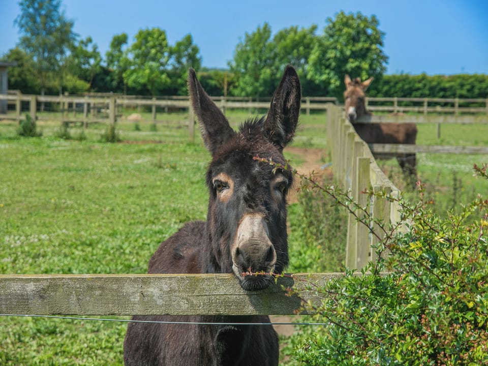 Surrounding area | Snowdrop Cottage - Clapham Holme Farm Cottages, Great Hatfield, near Hornsea