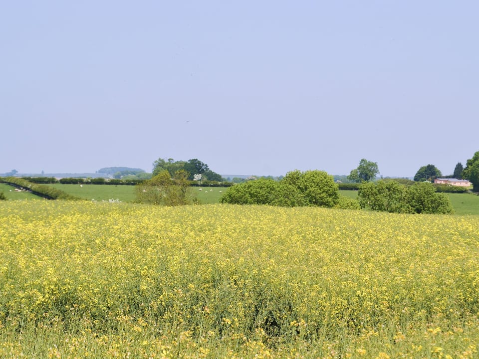 Beautiful surrounding countryside | Halfmoon Wood, Dukes Wood - Readyfields Farm, Caunton, near Newark