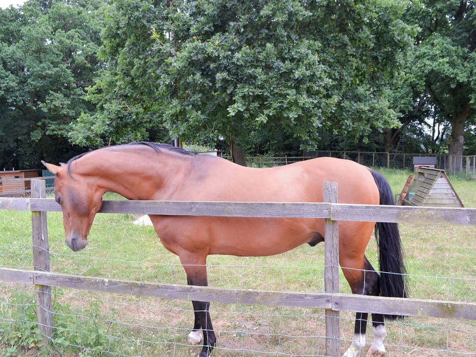 Footpath | Little Barn - Midgham Farm, Ringwood
