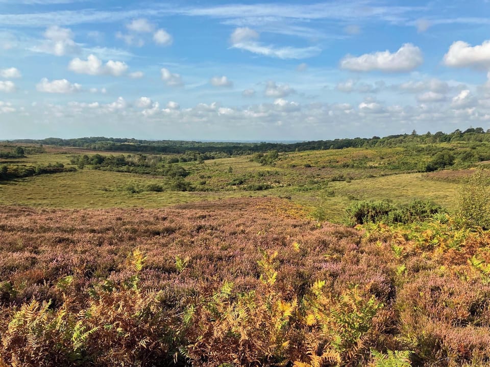 Surrounding area | Picket Hill Cottage - New Forest Cottages, Picket Hill, near Ringwood