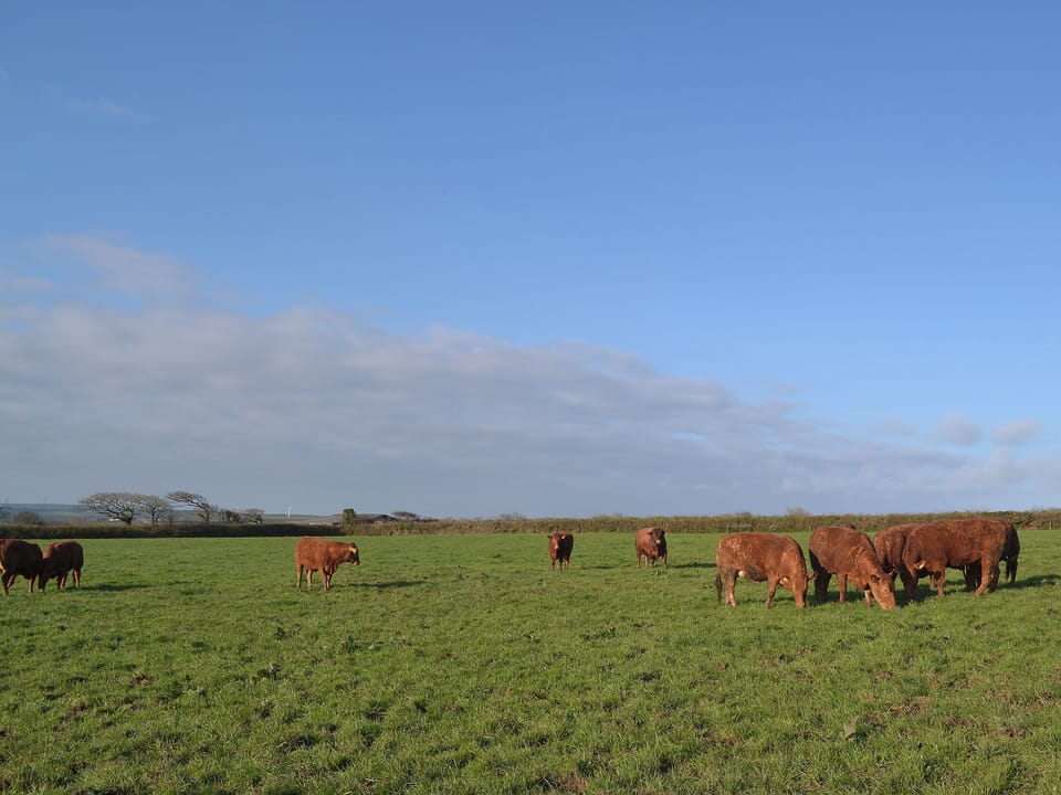 Peacefully located close to the North Cornish coast | Beckaveans Stable - Beckaveans, Jacobstow, near Bude