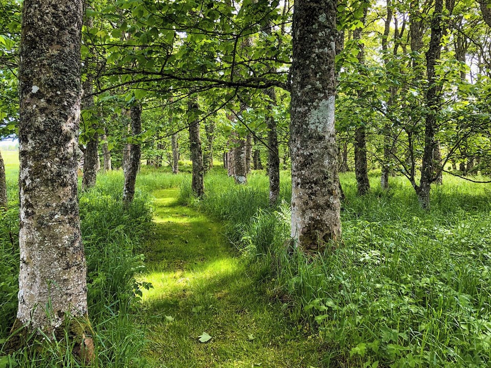 Woodland walks, accessible from the cottage | The Gate Lodge, Latheron, near Wick