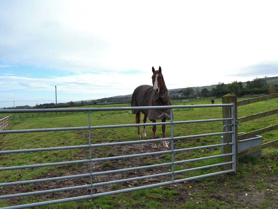 Horse | Park Farm Cottage, Flixton, near Filey