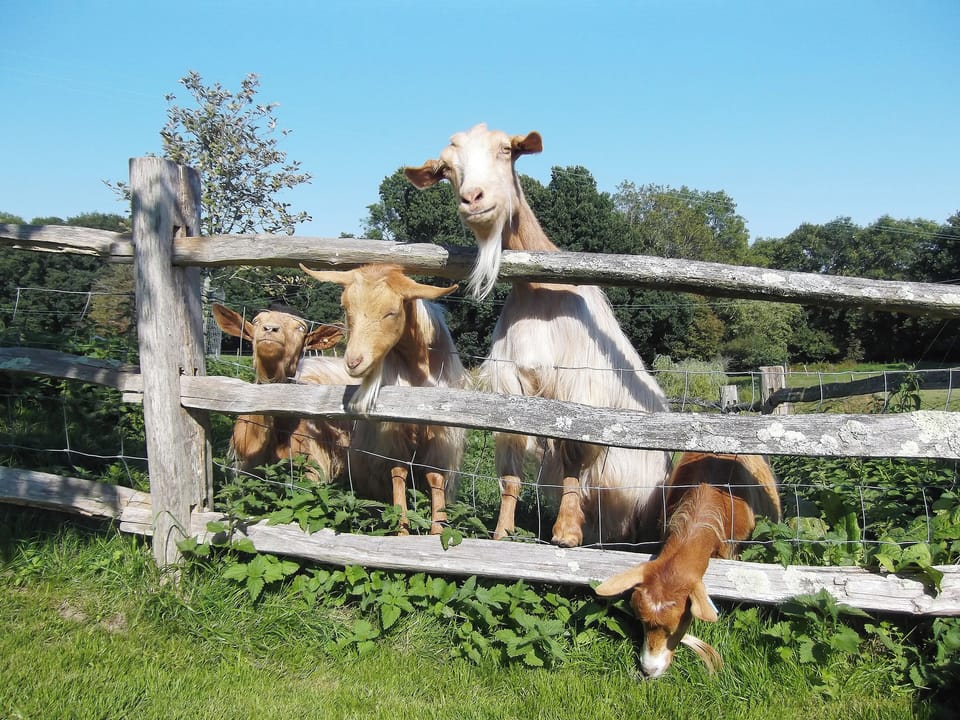 Goats make up some of the animals sharing the smallholding | Swallow&rsquo;s Barn, Ashburnham, Battle
