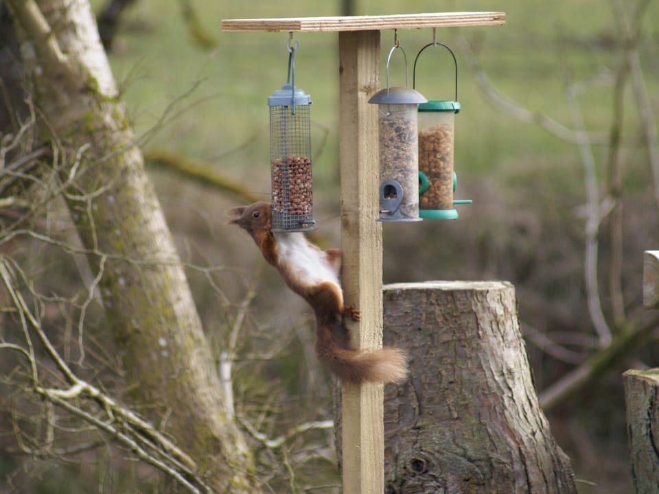 Occasional visits from the local wildlife | Riverside Cottage, Boreland, near Lockerbie