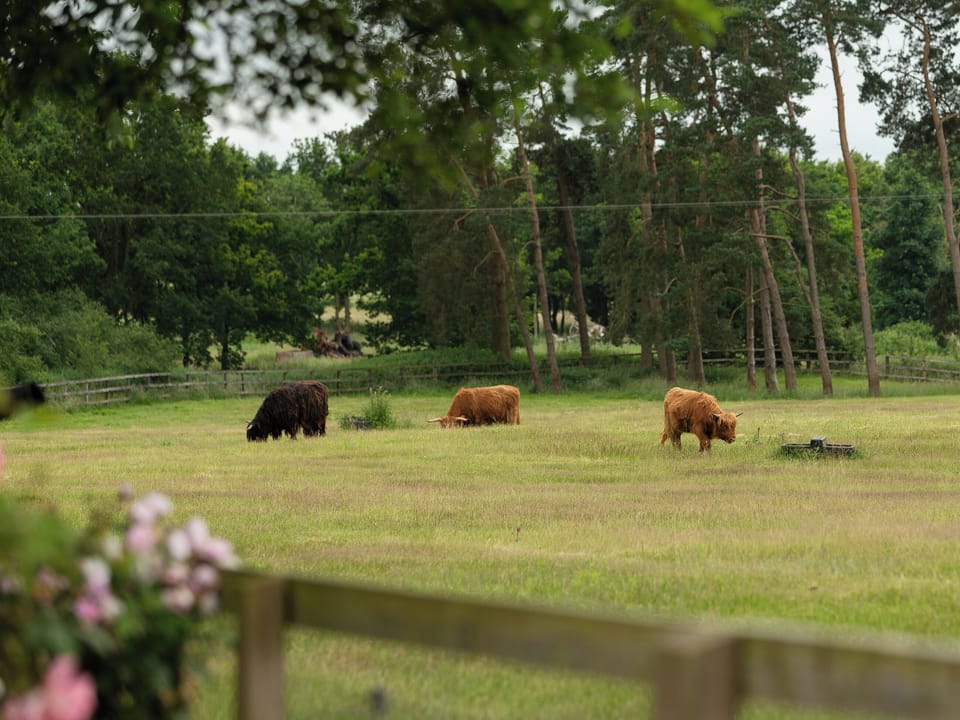 View | Covert Cottage, Diss