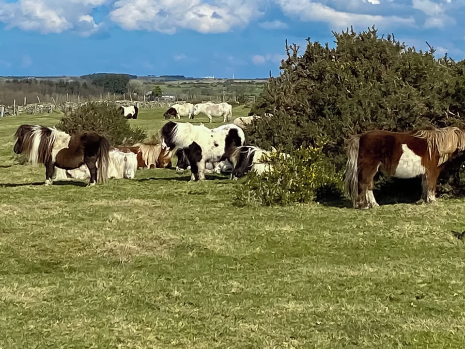 Surrounding area | Cross Cottage - Sandy Barn Cottages, St Breward, Bodmin Moor