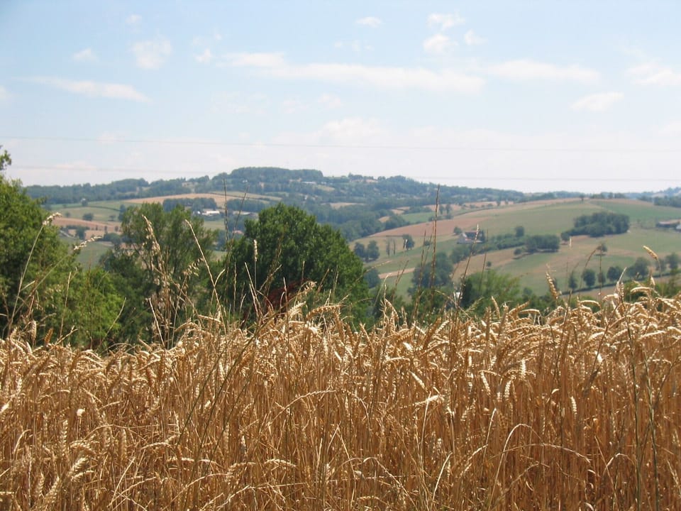 Pastoral scene near house