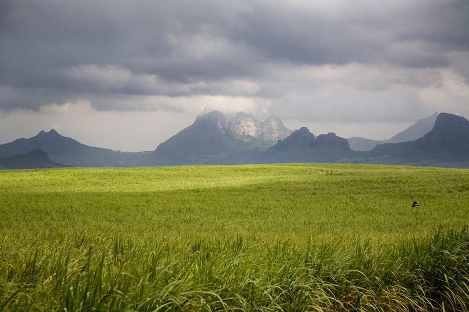 Sugar cane field.